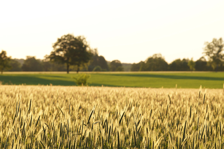 Before night. The ears of young oats lit by the setting sunの写真素材