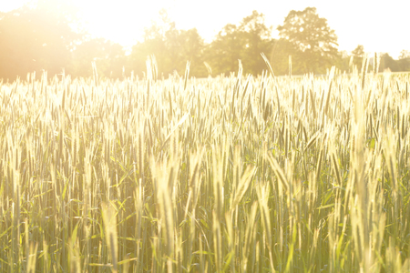 Before night. The ears of young oats lit by the setting sunの写真素材