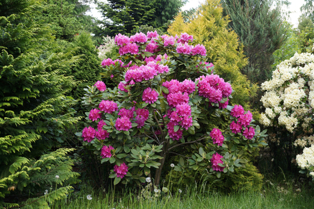 A blooming rhododendron bush surrounded by other plantsの写真素材