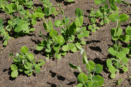Spring in the garden. A patch with young green peasの写真素材