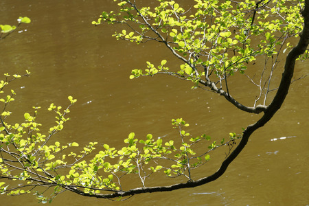 A long branch of alder decoratively hangs over the surface of the riverの写真素材