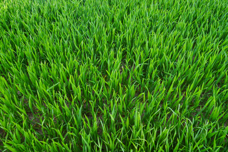 A view of young cereal, green stalks. View from above.の写真素材