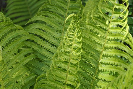 Wonders of nature. Complicated drawing of developing fern leaves.の写真素材