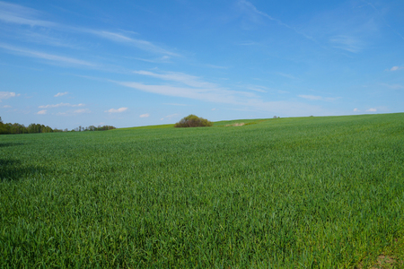 Fields sown with grain, gentle hills, blue sky. Polish, agricultural landscape.の写真素材