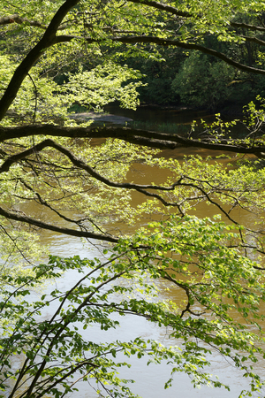 River. Complicated drawing of branches and leaves on the background of the currentの写真素材