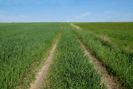 Polish agricultural landscape. A dirt road among cereals.の写真素材