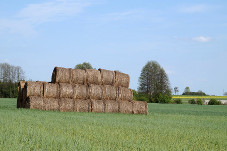 Agricultural landscape. Last year's straw bales. cereal, oilseed rape against a sunny skyの写真素材