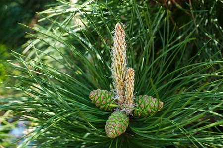 Pinus nigra, austrian pine or black pine is a species of pine found in southern Mediterranean Europe 
from Spain to Turkey and North Africa.の写真素材