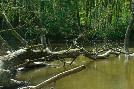 River current with trunks of fallen trees. Wild, unregulated, naturally flowing riverの写真素材