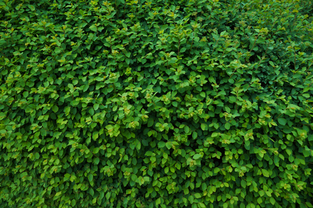 Living wall consisting of thousands of leaves, decorates, protects against noise and looks of passers-by.の写真素材
