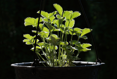 Sunlit leaves of wild strawberry in a hanging flower pot against a dark background.の写真素材