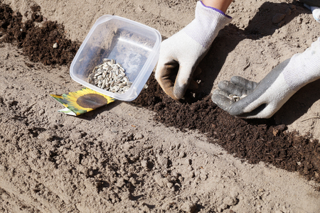 Seed packaging, container with seeds, prepared bed, sowing sunflower seeds の写真素材