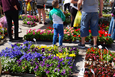 Spring shopping in a gardening store, plants put up for sale: pansies, begonias, geraniums, in containers and pots.の写真素材