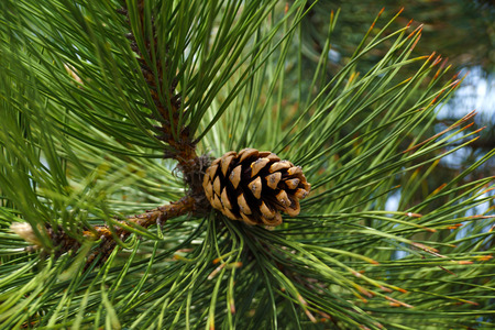 Pinus nigra, the Austrian pine or black pine, is a species of pineの写真素材
