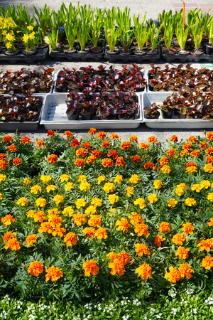 Spring shopping in a gardening store, plants put up for sale: hyacinths, begonias, narcissi, marigold in containers and pots.の写真素材