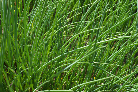 A photo close up of a thicket of young spring chives on a bed in a garden.の写真素材