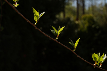 Spring theme, kiwi (Chinese gooseberry) twig with first spring leaves on a dark background.の写真素材