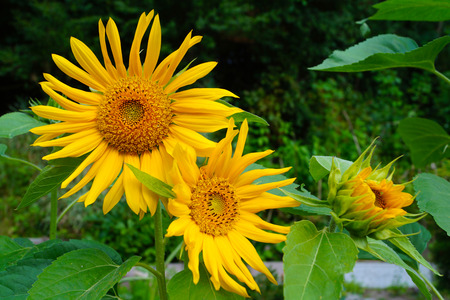 Sunflower in three stages of development. Close-up on the flowers of sunflower on the background of the gardenの写真素材