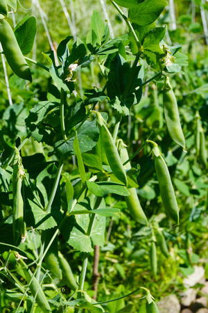 A spring delicacy. View of green pea bushes with untied podsの写真素材