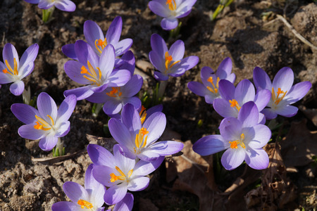 A photo of one of the earliest flowers blooming in spring. Crocus (crocuses or croci)
の写真素材