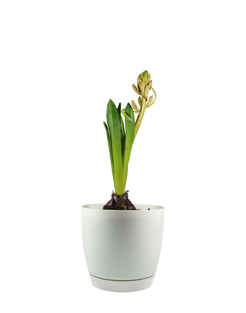 Hyacinth in a pot, the phase before full flowering, buds stage on the plantの写真素材