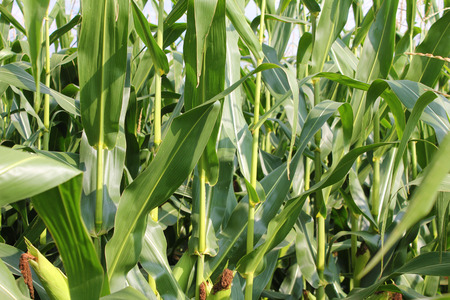 A close-up of a thicket of corn stalks and leavesの写真素材