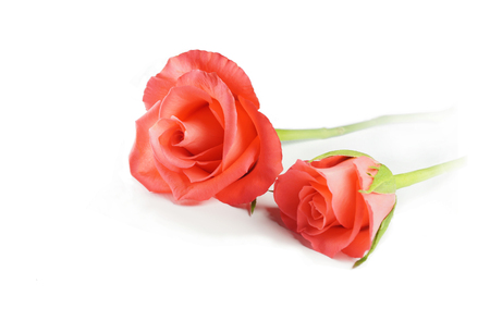 Two lit roses with light on a white backgroundの写真素材