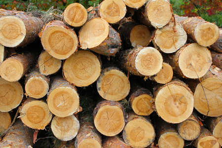 A heap of cut pine wood prepared for export from the forestの写真素材