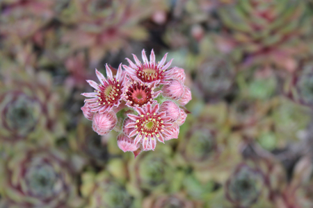 Flower of hen and chicks (also known as hen-and-chickens, 
or hens-and-biddies in the American South)の写真素材