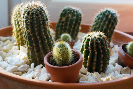 A large pot with several types of cactus, decorated with white pebblesの写真素材