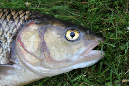 Close-ups on the head of a huge chub caught in a riverの写真素材