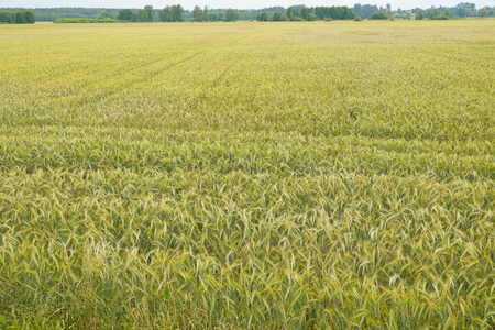 The beginning of summer. A huge field sown with ryeの写真素材
