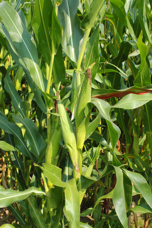 A thicket of corn stalks and leaves, view of corn cobsの写真素材
