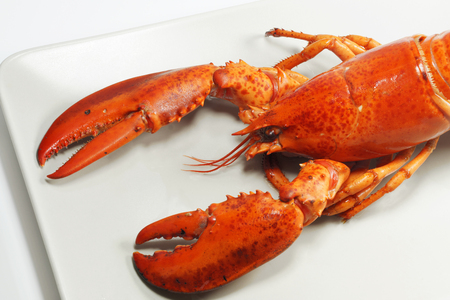 Fresh american lobster, whole silhouette on a light backgroundの写真素材