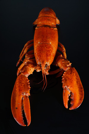Fresh american lobster, whole silhouette on a dark backgroundの写真素材