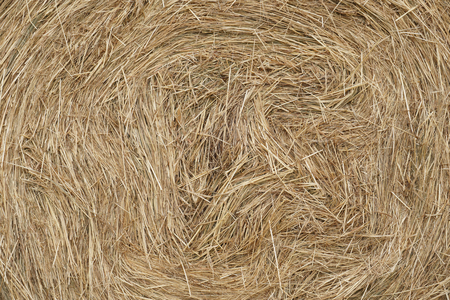Haymaking. Close-up of bales of rolled hayの写真素材