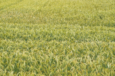 A vast rural landscape. A huge field sown with rye.の写真素材