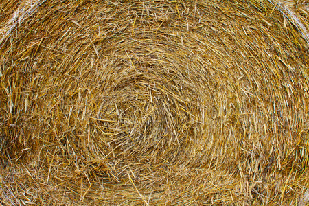 Straw in the bale after harvest, biomass for various applicationsの写真素材