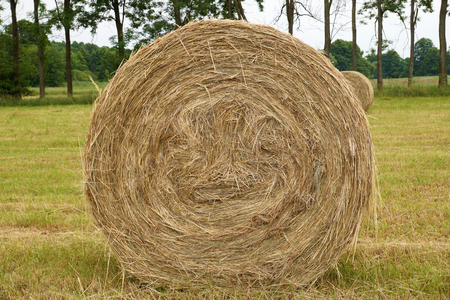 Close-up of bales of rolled hay. Haymaking.の写真素材