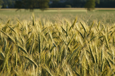 Sunset. Rye ears on the background of a rural landscapeの写真素材