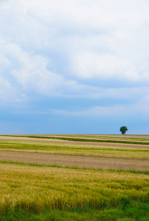 Rural landscape. Summer view of farmland. Vertical frame.の写真素材