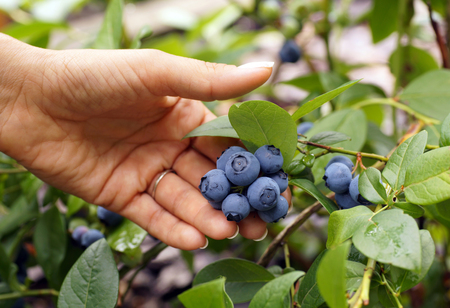 Vaccinium corymbosum. Feminine hand presents beautiful blueberry fruit.の写真素材