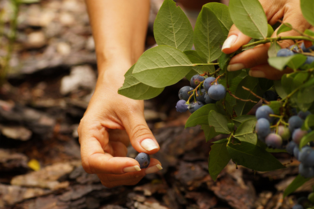 Feminine hand presents collected blueberry (Vaccinium corymbosum).の写真素材