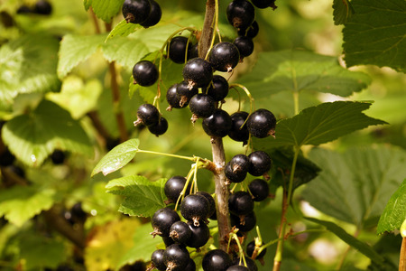 Blackcurrant fruit on the bush. Harvest of blackcurrants.の写真素材