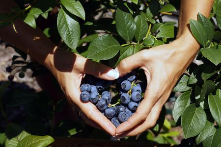 Blueberry fruit in female hands arranged in the shape of a heart (Vaccinium corymbosum).の写真素材