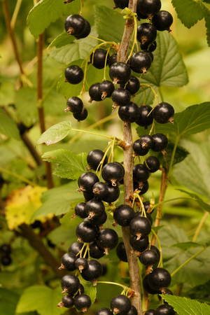 Blackcurrant fruit on the bush. Harvest of blackcurrants. Vertical frame.の写真素材