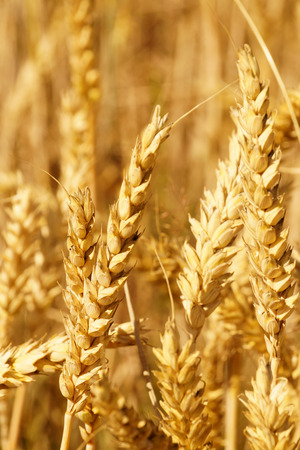 The setting sun illuminating the field of wheat, approaching the ears.の写真素材