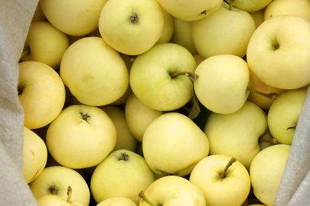 The collection of the earliest maturing apples, the Yellow Transparent variety.の写真素材