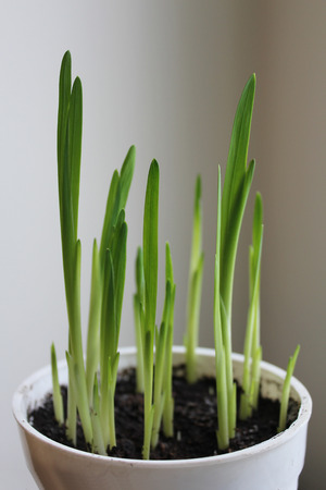 Spring planting in pots. Preparation for the garden season.の写真素材