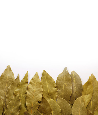Bay laurel, sweet bay or Grecian laurel. A dozen or so-arranged laurel leaves on a white background.の写真素材